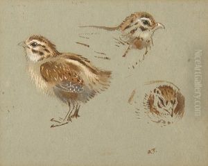 Study Of Partridge Chick