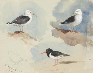Study Of Herring Gulls And Oystercatcher by Archibald Thorburn