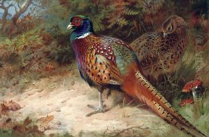 Cock And Hen Pheasant In The Undergrowth