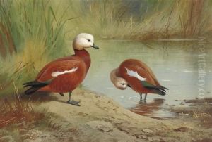 A Pair Of Ruddy Shelduck On A Riverbank by Archibald Thorburn