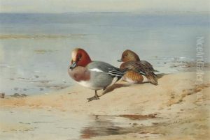 A Pair Of Widgeon On The Shore by Archibald Thorburn