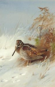 A Woodcock In Winter