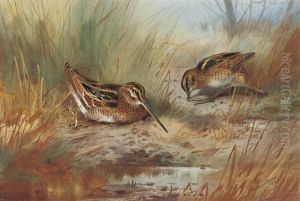 Snipe Amid The Reeds by Archibald Thorburn
