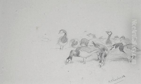 Barnacle Geese - view 1