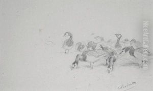 Barnacle Geese