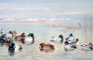 Wild Fowl With Golden Eye