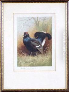 Study Of A Blackcock - Colour Photo Engraving by Archibald Thorburn