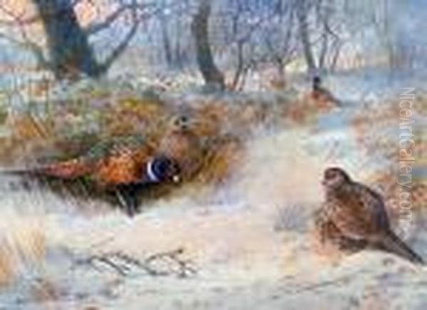 Pheasants Beside Woodland - view 1
