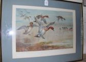 Widgeon Alighting, With Teal Beyond by Archibald Thorburn