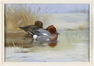 Widgeon On A Lake by Archibald Thorburn