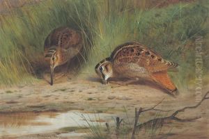 Pair Of Woodcocks Feeding