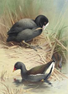 A Coot, Moorhen And Baillons Crake by Archibald Thorburn