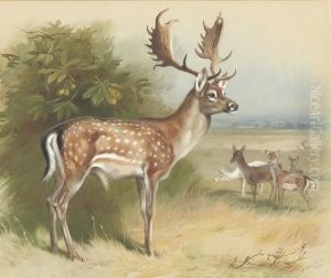 Fallow Deer by Archibald Thorburn