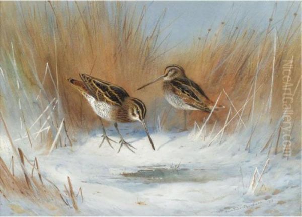 The Frost-bound Spring, Snipe In Winter - view 1