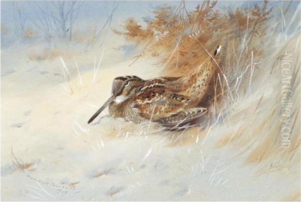 Woodcock Sheltering In The Snow - view 1