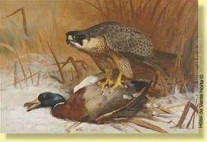 Le Faucon Et Les Colverts by Archibald Thorburn