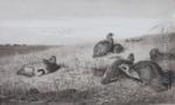 Grouse At Rest - view 1