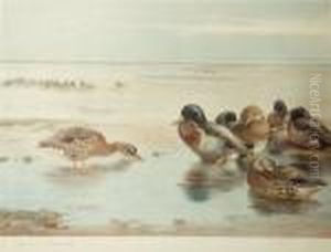 Ducks On The Foreshore by Archibald Thorburn