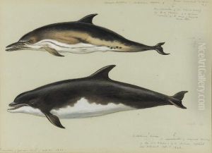 Common Dolphin And Bottlenose Dolphin