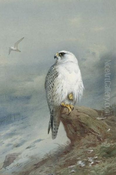 A Greenland Falcon - view 1