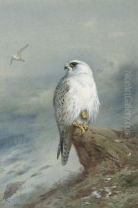 A Greenland Falcon