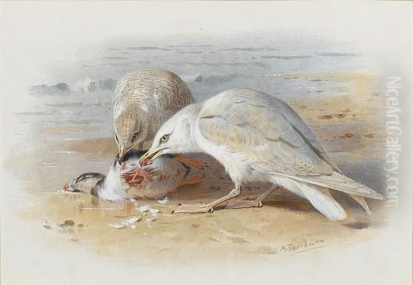 Gulls Feasting On A Puffin - view 1