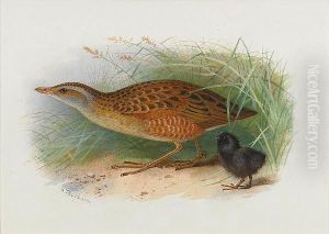 A Corncrake And Chick by Archibald Thorburn