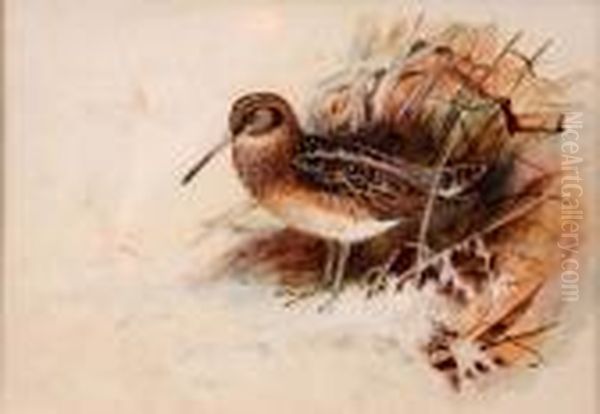 Study Of A Jack Snipe - view 1