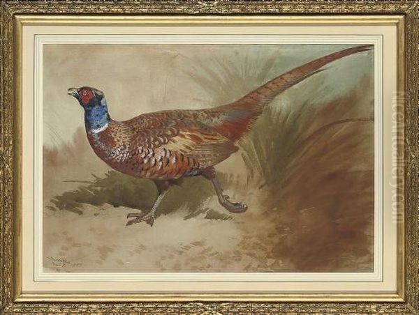 A Cock Pheasant - view 1