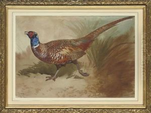 A Cock Pheasant