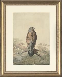 A Perched Kestrel A Perched Kestrel