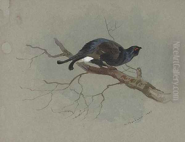 Black Grouse In A Tree - view 1