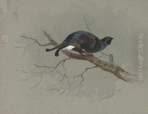 Black Grouse In A Tree