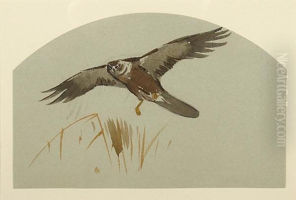 Marsh Harrier - view 1