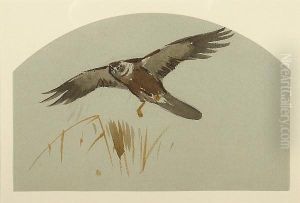 Marsh Harrier by Archibald Thorburn
