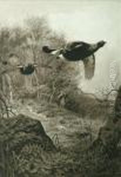 First Sight Ofthe Beaters Out In The Cold Courting Other Game Birds - view 1