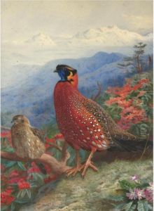 A Pair Of Satyr Tragopans by Archibald Thorburn