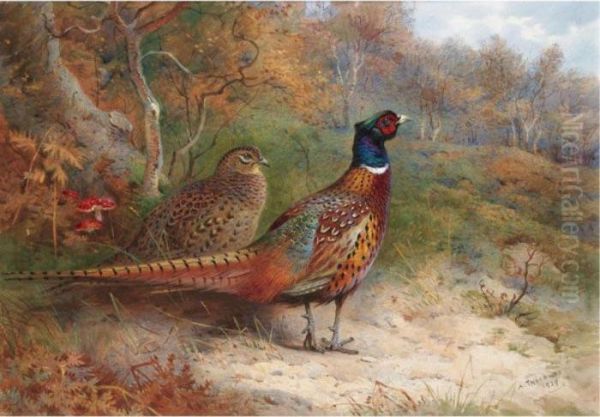 A Hen And A Cock Pheasant - view 1