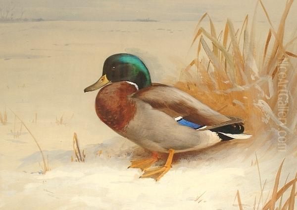 Mallard Duck - view 1