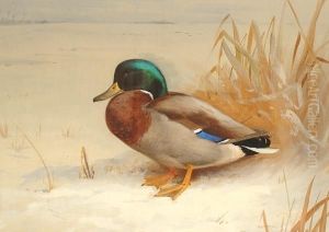 Mallard Duck