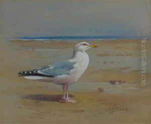 A Herring Gull On A Beach by Archibald Thorburn