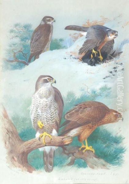 Sparrow Hawk - view 1