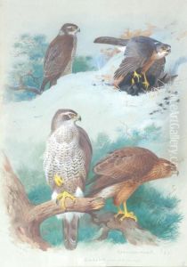 Sparrow Hawk by Archibald Thorburn
