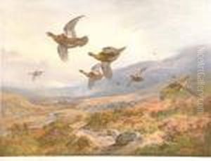 Grouse In Flight Over A Moor