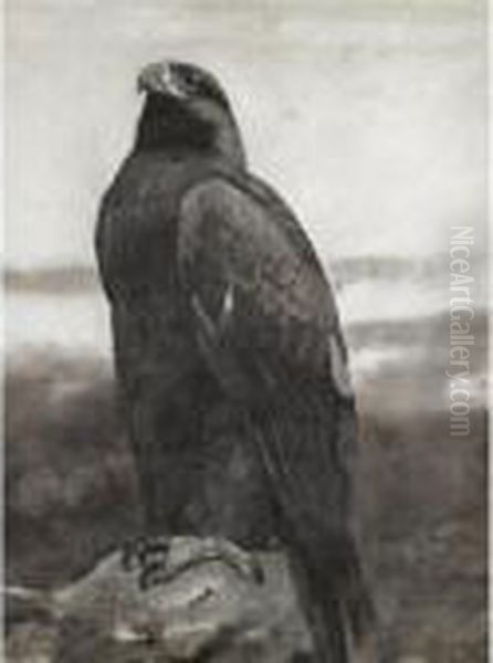 Golden Eagle - view 1