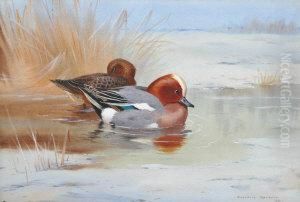 Wigeon On Water