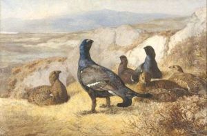 Black Cock Disturbed