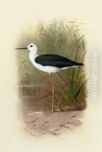 Black-winged Stilt, Himantopus Melantopterus