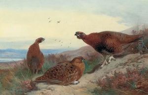 Red Grouse On A Rocky Outcrop by Archibald Thorburn