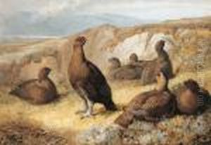 A Covey Of Red Grouse